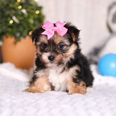 Mallory - Available 3/12