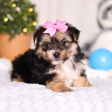 Mallory - Available 3/12