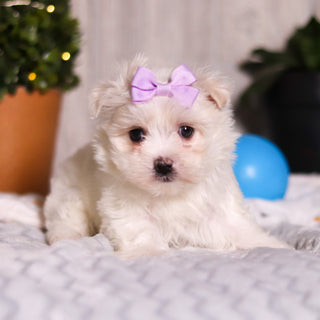 Janet - Available Now