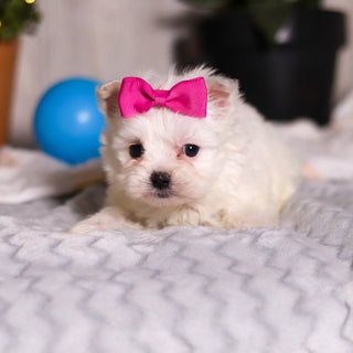 Jackie - Available 3/13