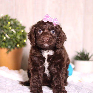 Camden - Available 3/5