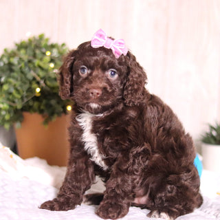 Camden - Available 3/5