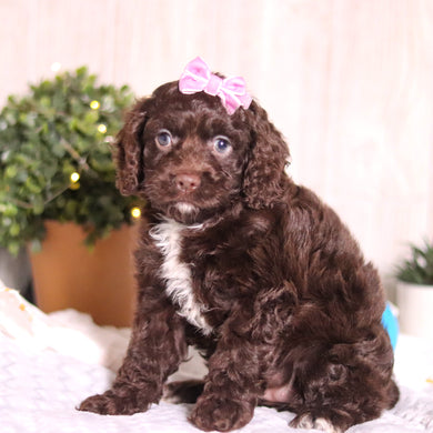 Camden - Available 3/5