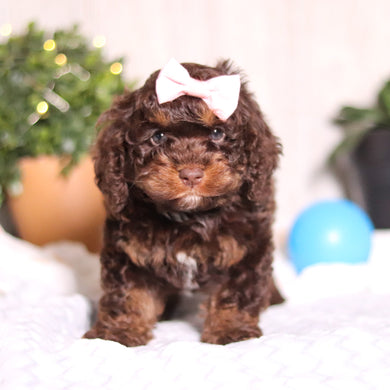 Clementine - Available 3/5