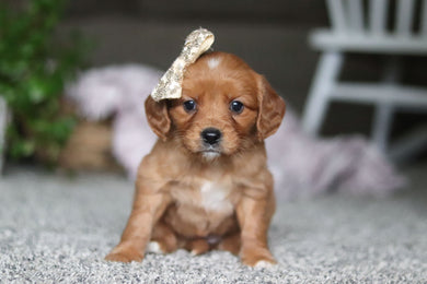 Gracie - Available 4/9