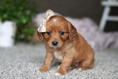 Gracie - Available 4/9