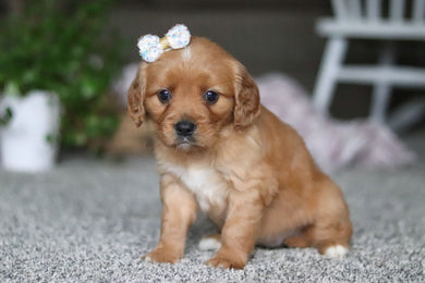 Greta - Available 4/9