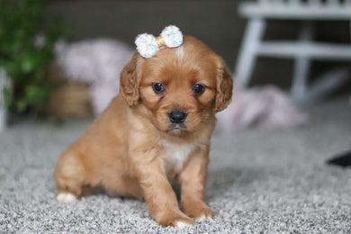 Greta - Available 4/9