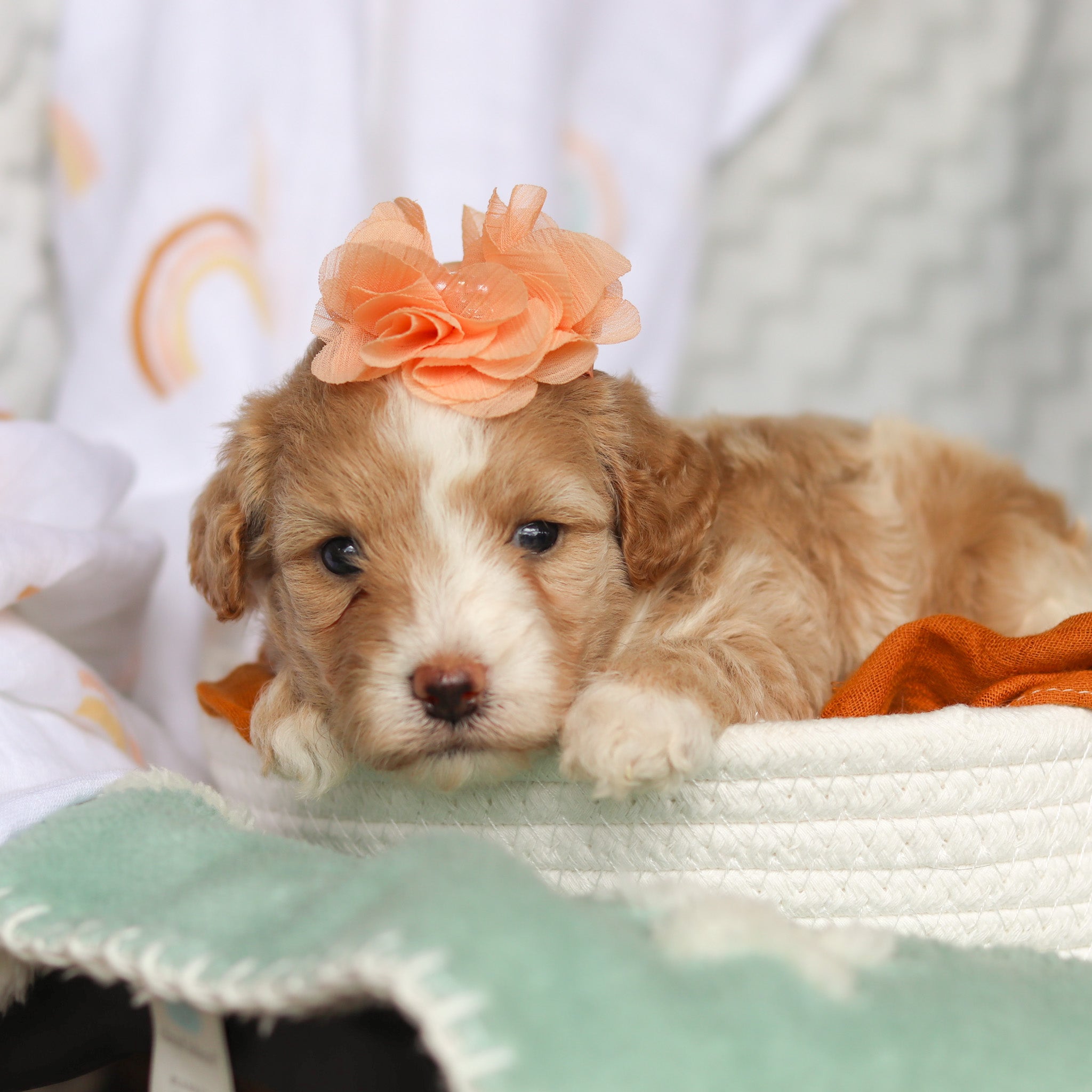 Dawn All Puppies for sale Happytail Puppies