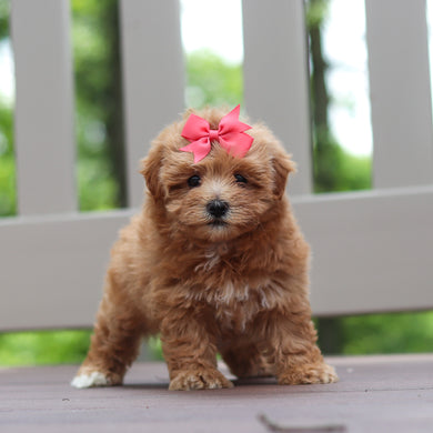 Penelope - Available 6/25