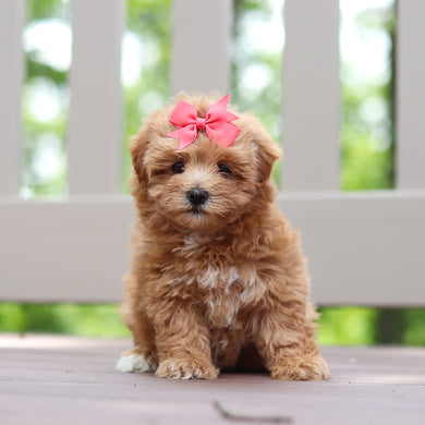 Penelope - Available 6/25
