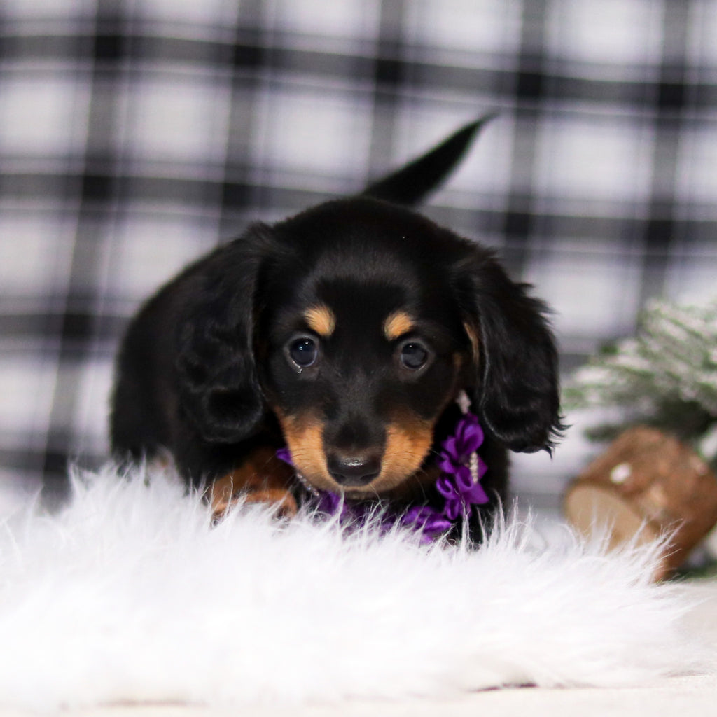 Banana - Available 2/26