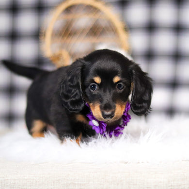 Banana - Available 2/26