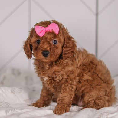 Camilla - Available 2/4