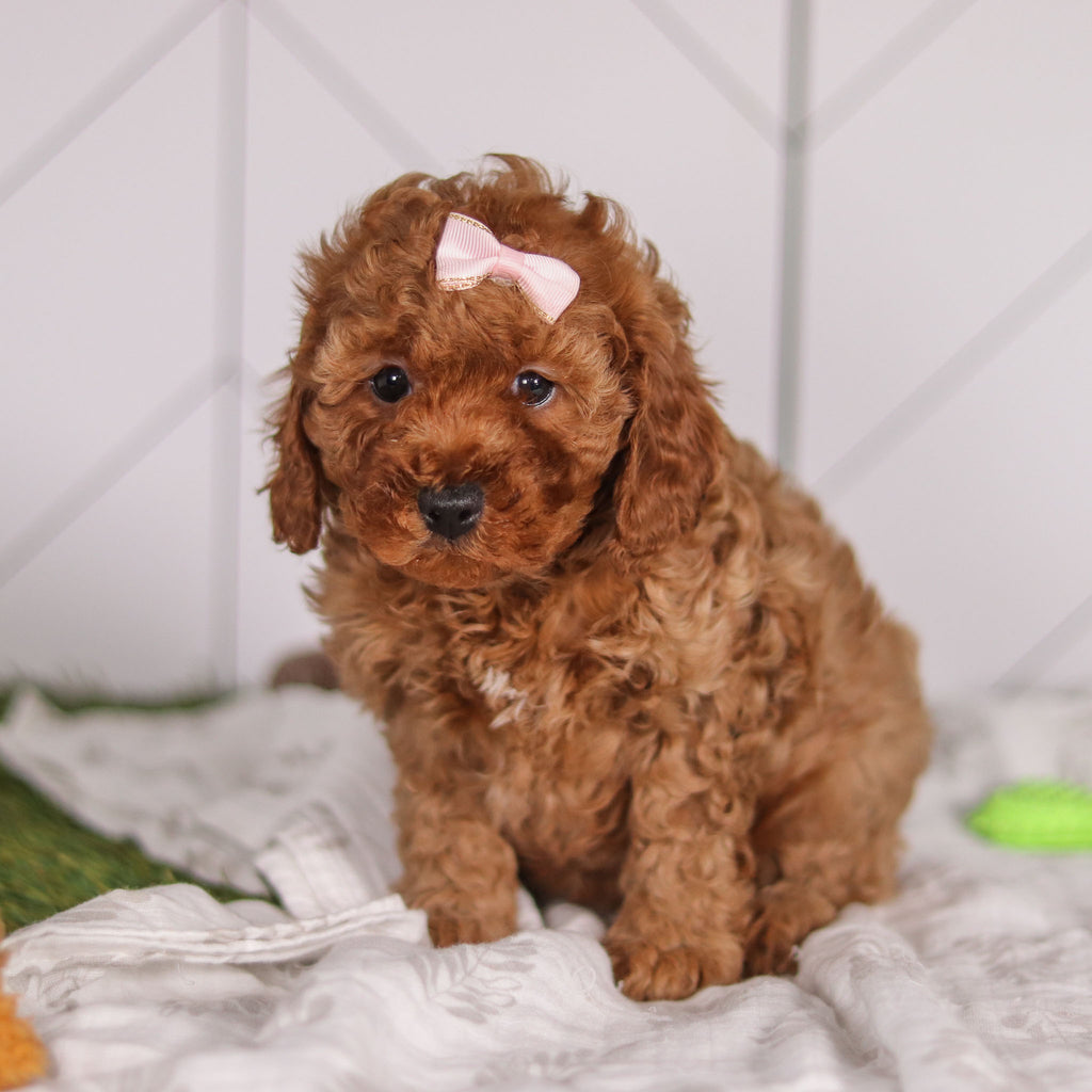 Peggie - Available 2/4