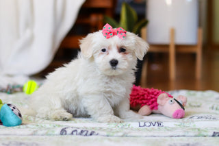 Rachel - Available Now