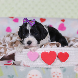 Vienna - Available 2/26