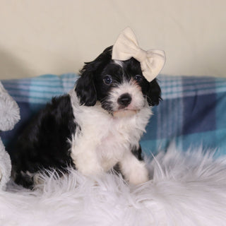 Vienna - Available Now