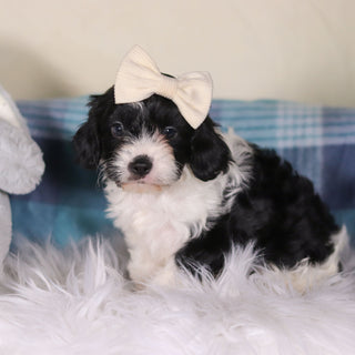 Vienna - Available Now