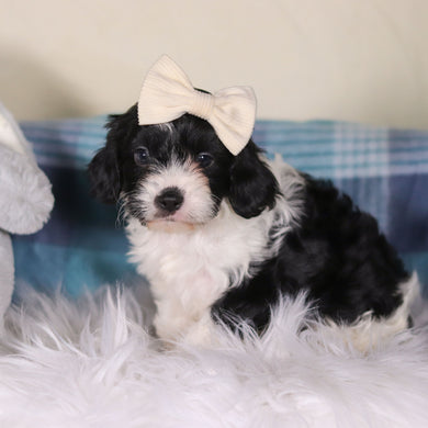 Vienna - Available 2/26