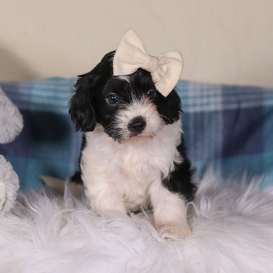 Vienna - Available 2/26