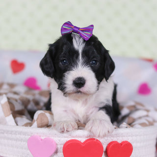 Vienna - Available 2/26