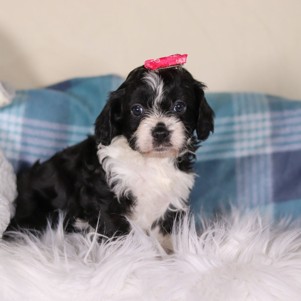 Vivian - Available 2/26