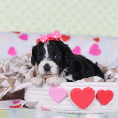 Vivian - Available 2/26