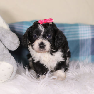 Vivian - Available 2/26