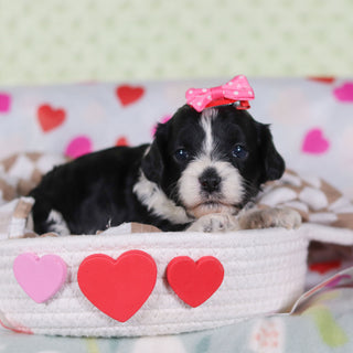 Vivian - Available 2/26