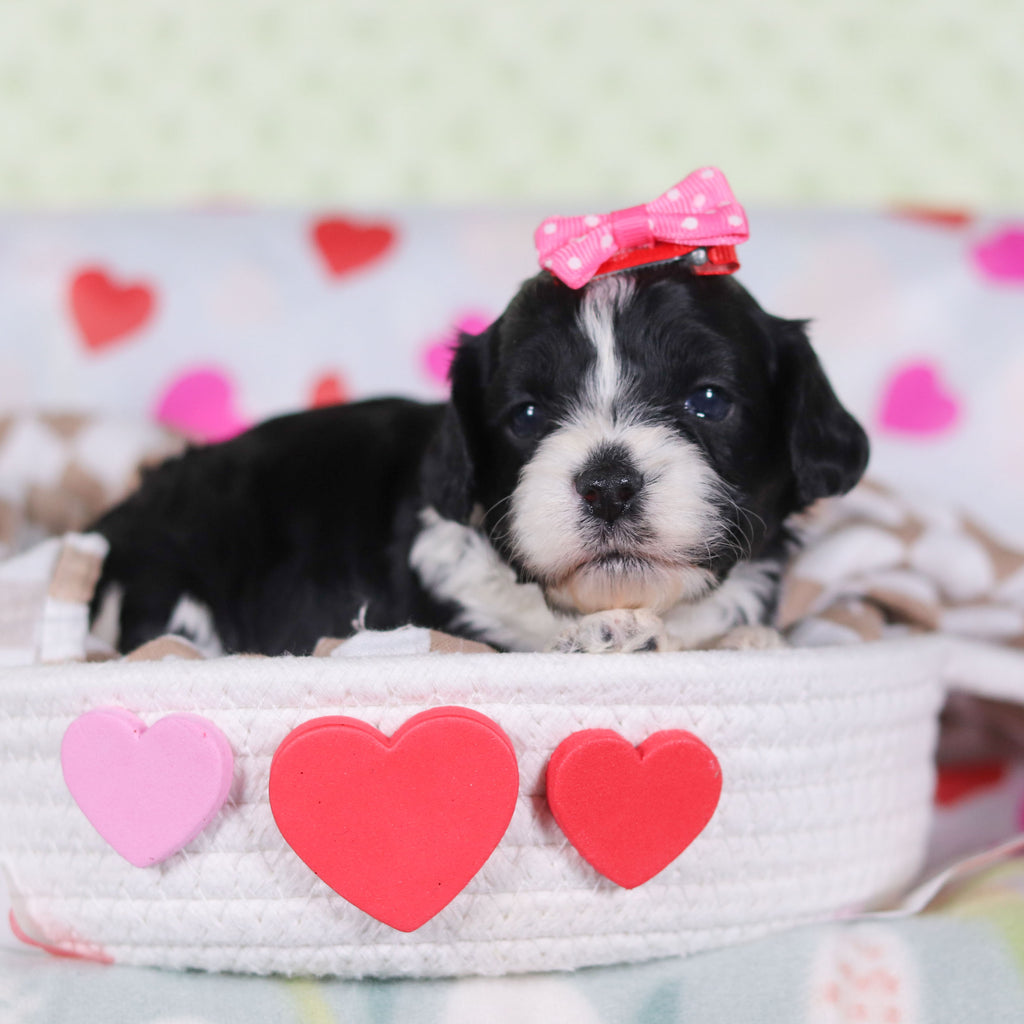 Vivian - Available 2/26