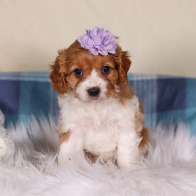 Veronica - Available 2/26