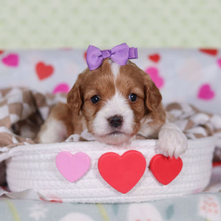 Veronica - Available 2/26