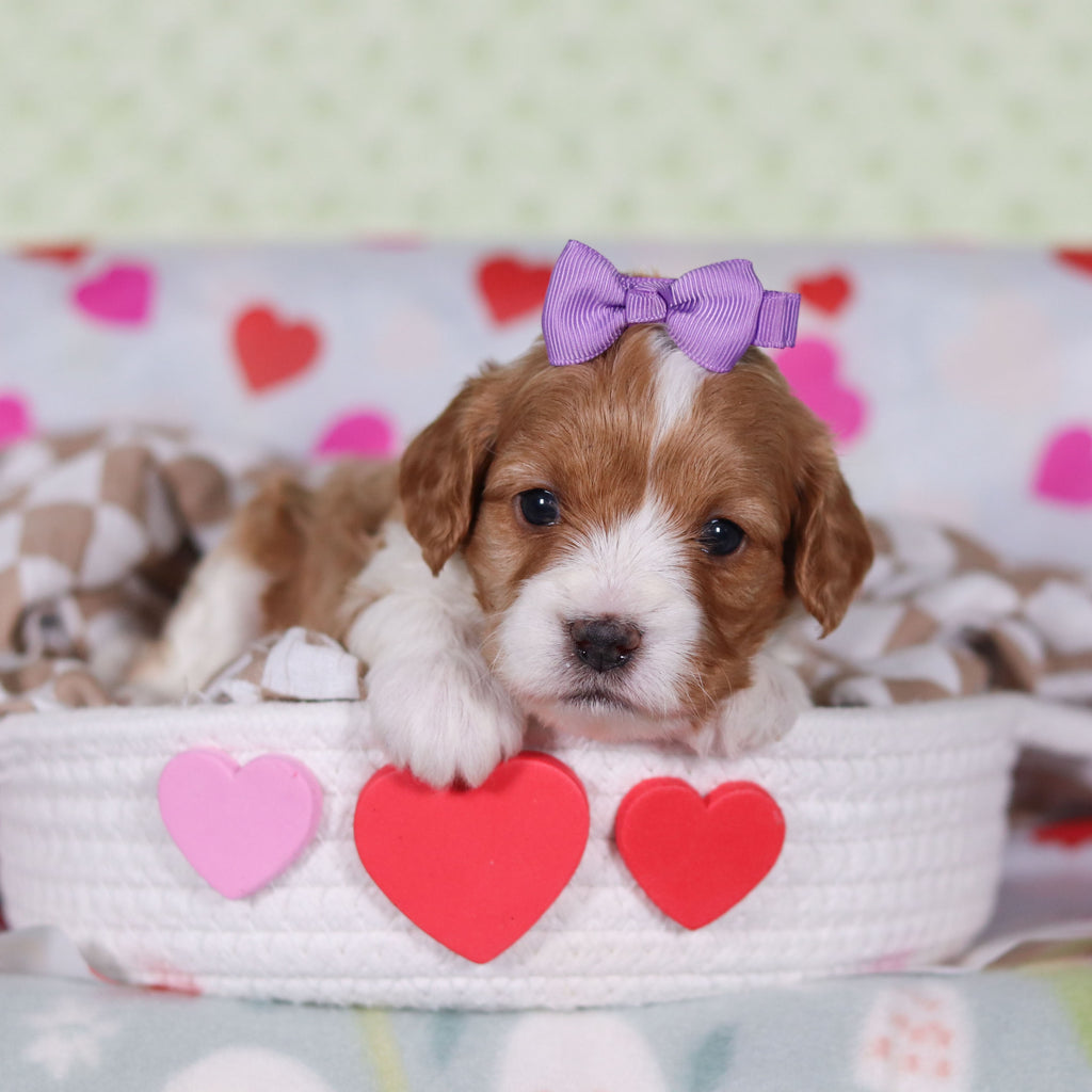 Veronica - Available 2/26