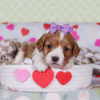 Veronica - Available 2/26