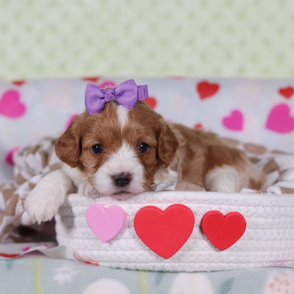 Veronica - Available 2/26