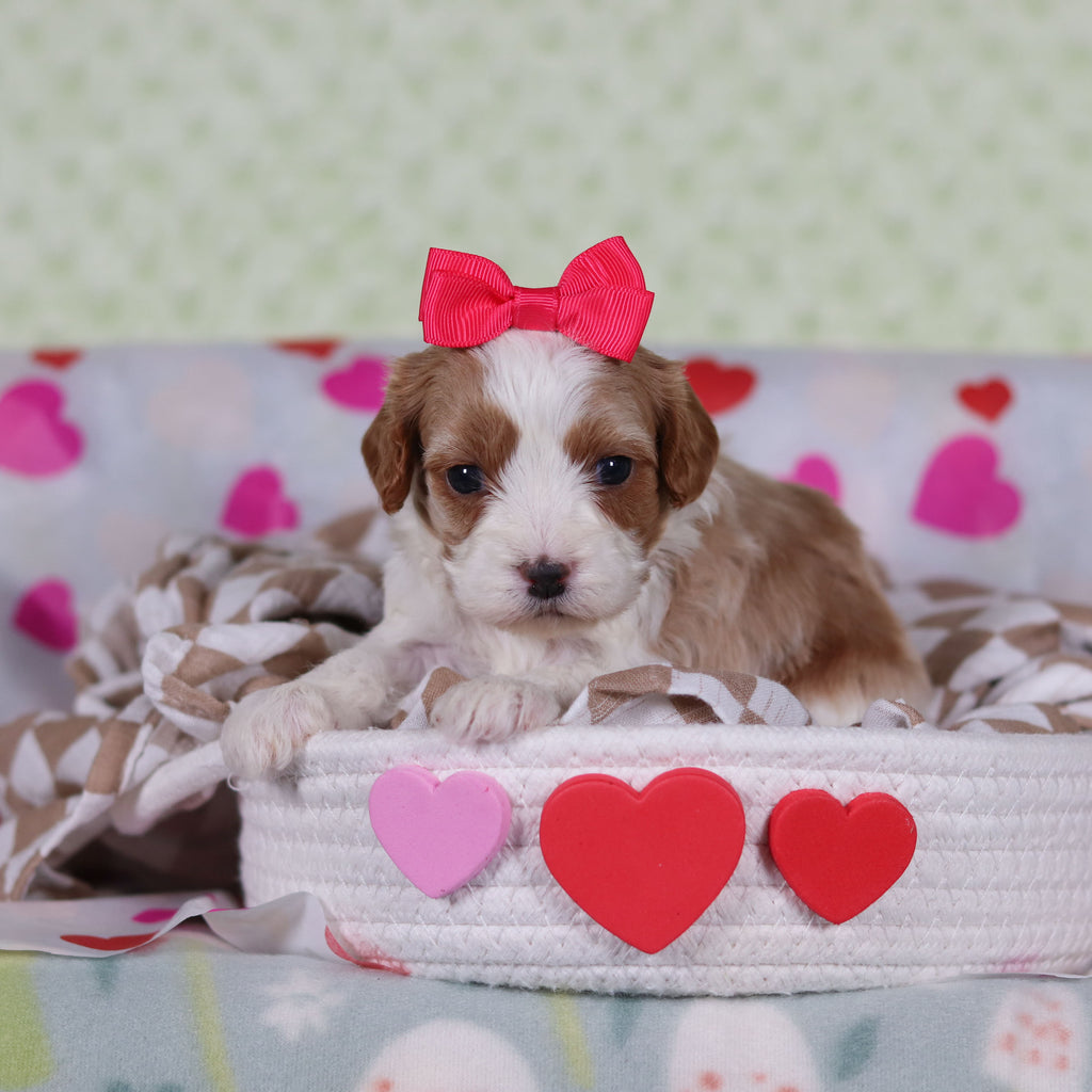 Valentina - Available 2/26