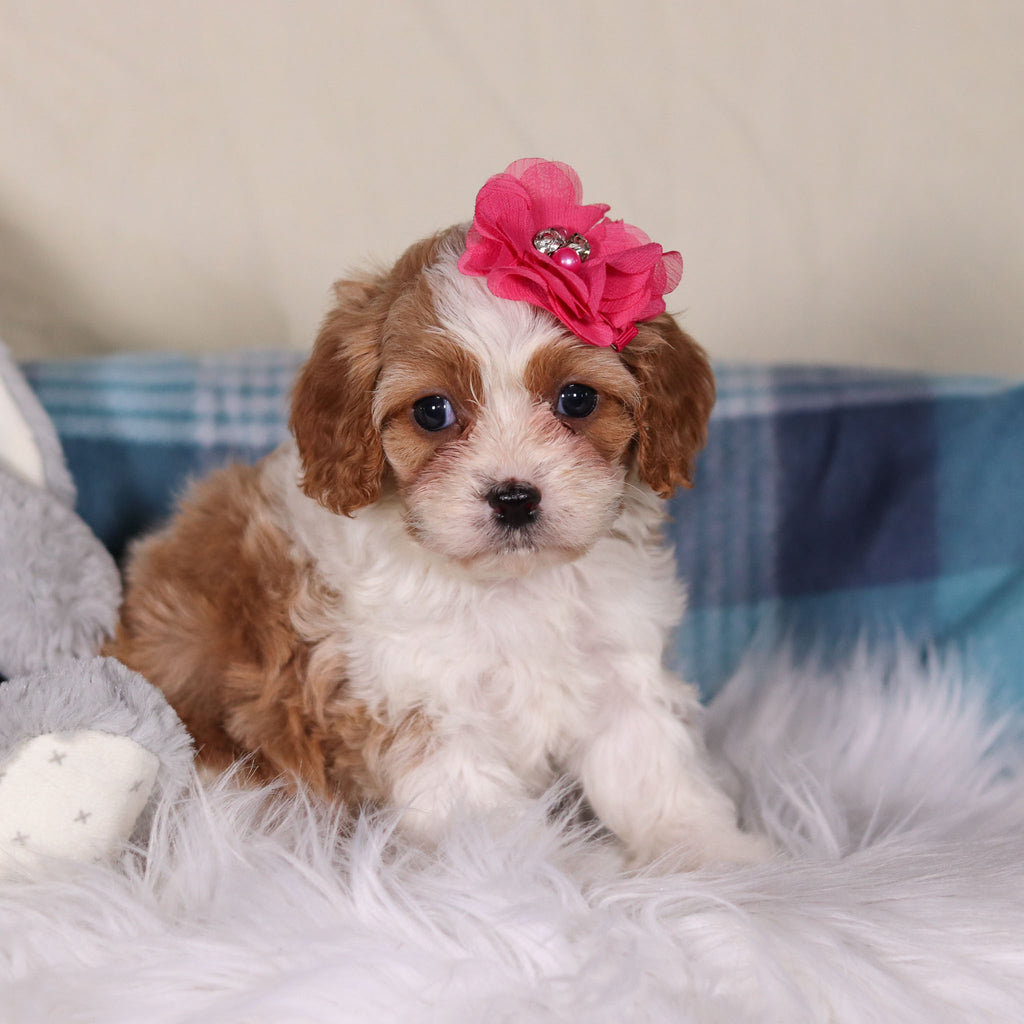 Valentina - Available Now