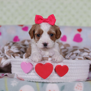 Valentina - Available 2/26