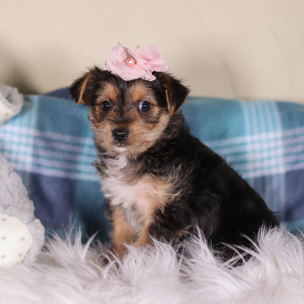 Buttercup - Available 2/26