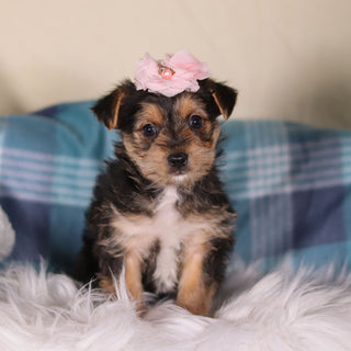 Buttercup - Available 2/26