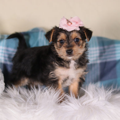 Buttercup - Available 2/26