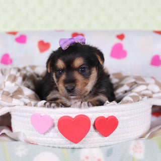 Buttercup - Available 2/26