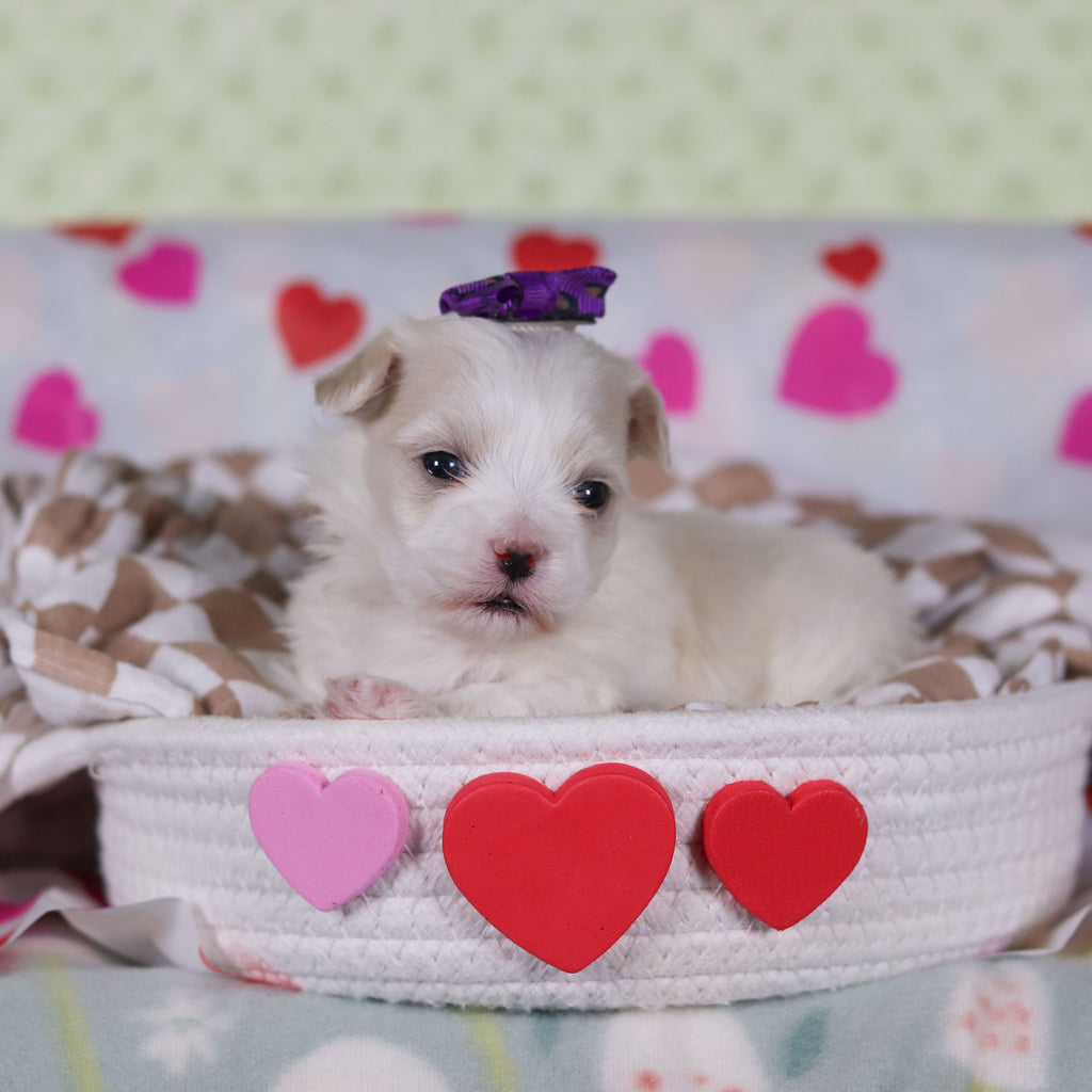 Gwynne - Available 2/26