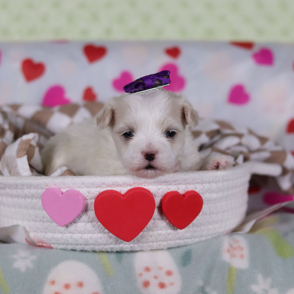 Gwynne - Available 2/26