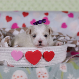 Gwynne - Available 2/26