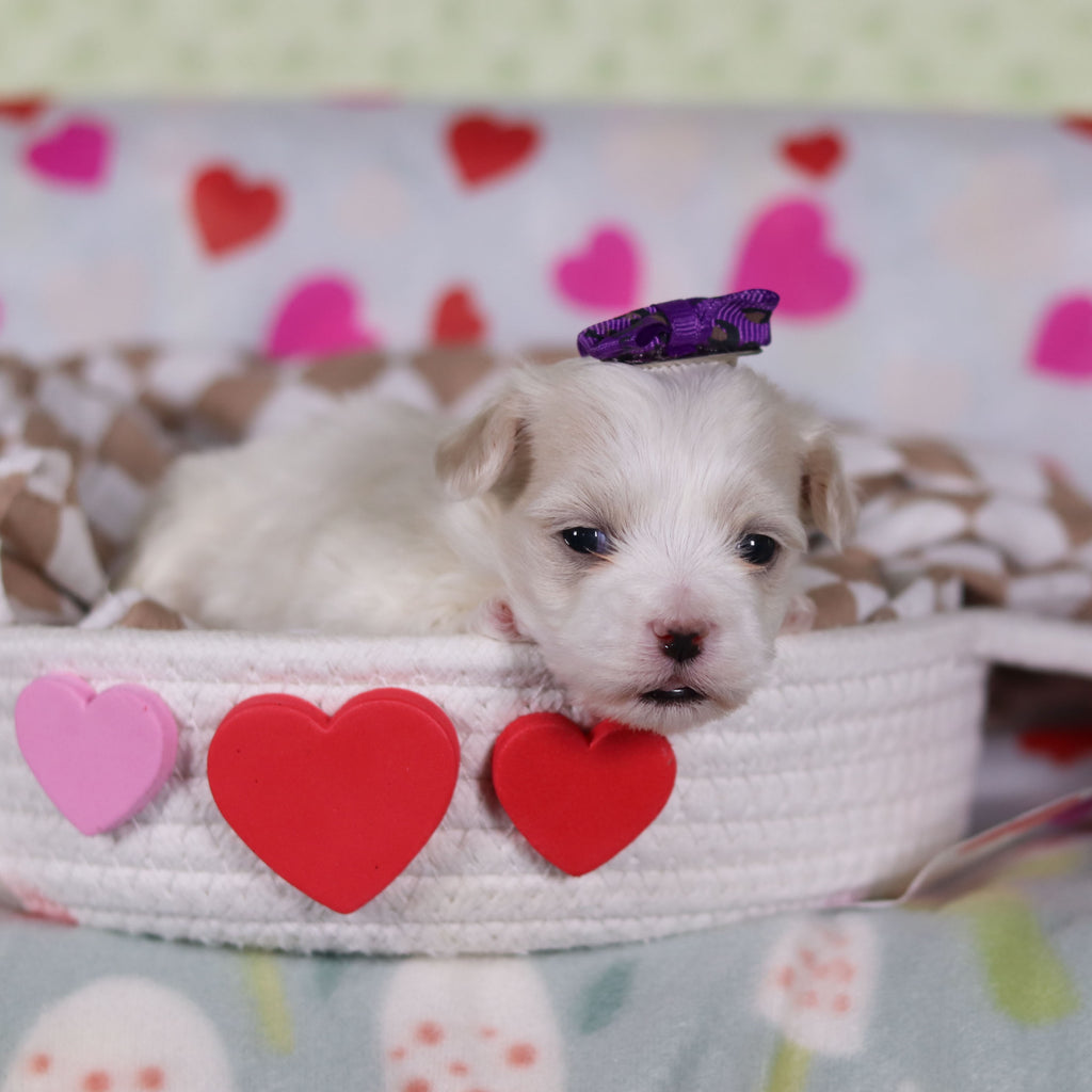 Gwynne - Available 2/26