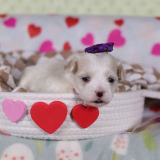 Gwynne - Available 2/26