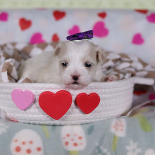 Gwynne - Available 2/26