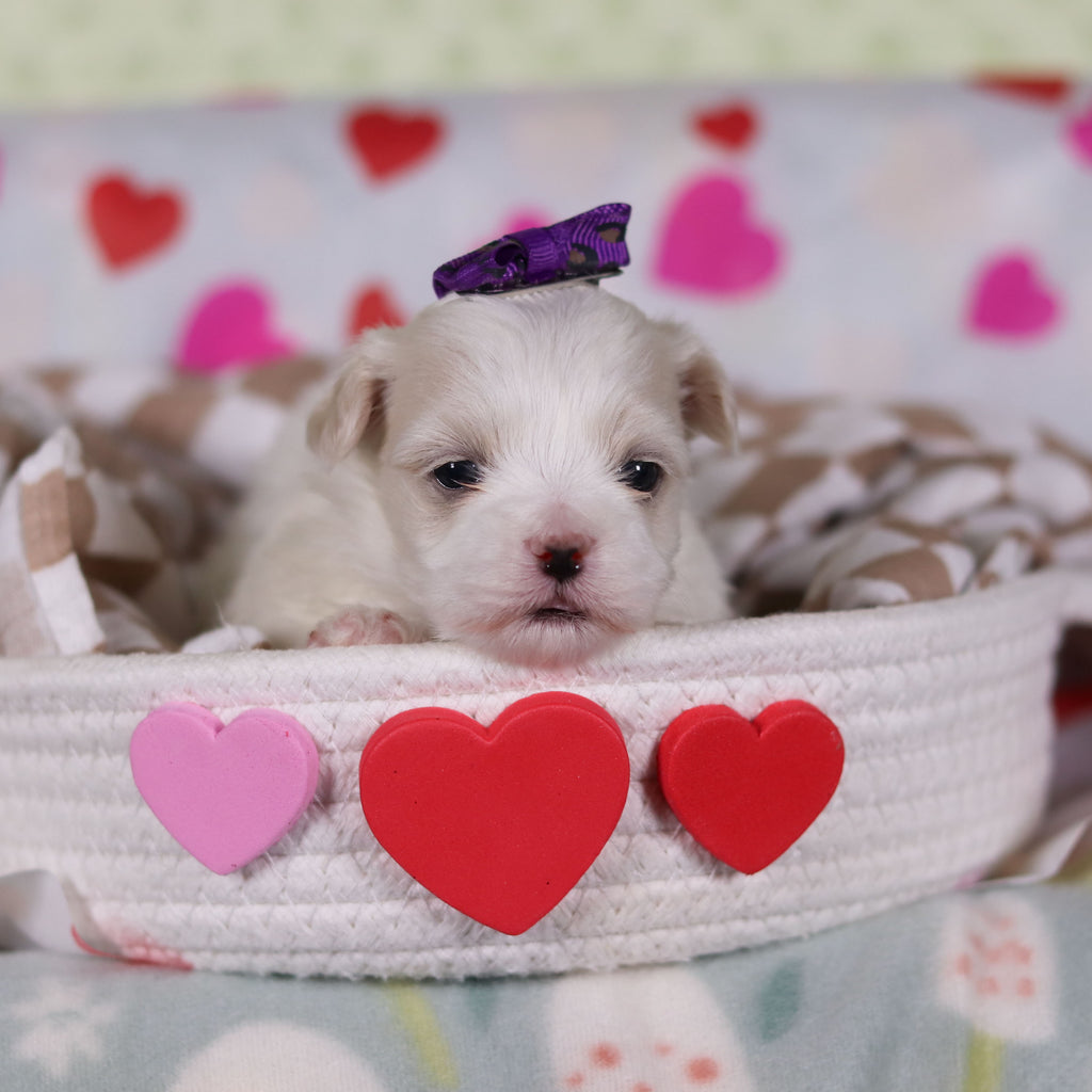 Gwynne - Available 2/26